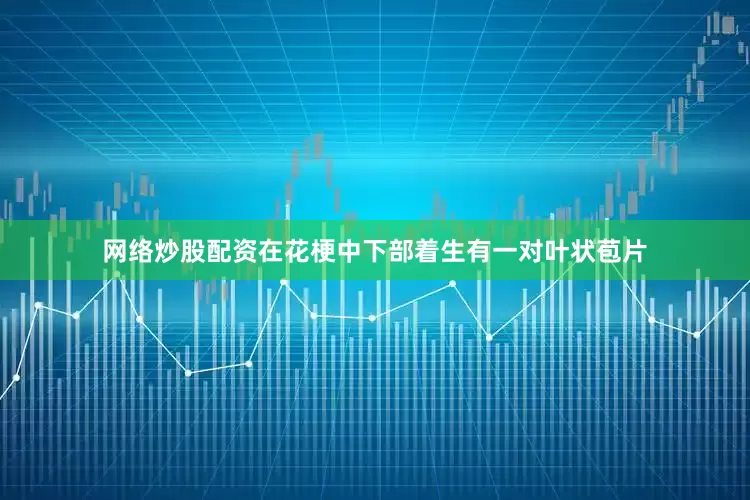 网络炒股配资在花梗中下部着生有一对叶状苞片
